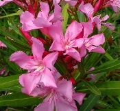 Hardy Pink Oleander, Nerium oleander 'Hardy Pink'